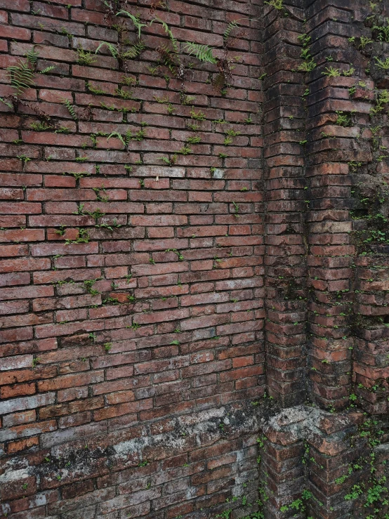 an image of a brick wall with vines growing around it