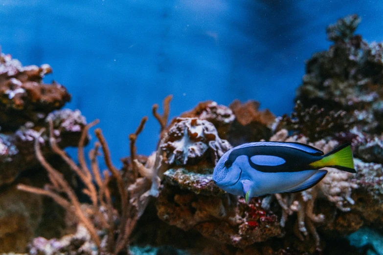 an underwater blue and yellow fish with green and white stripes