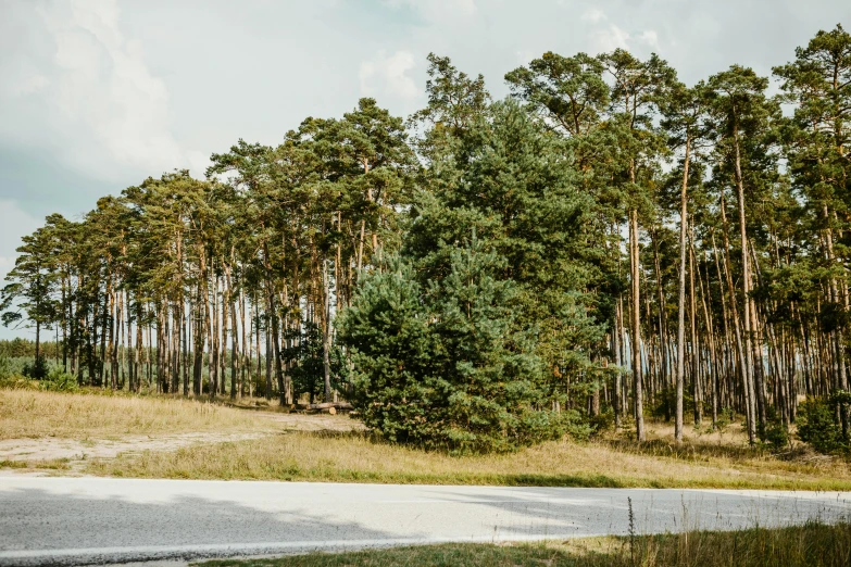 the road beside the tree line has cars passing by