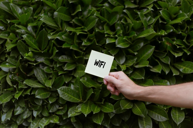 a person holding up a card near a wall covered in leaves