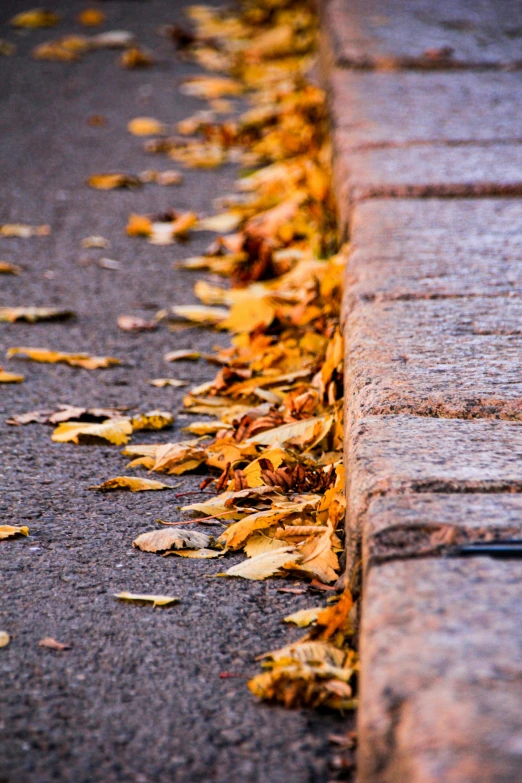 fallen leaves sit on the sidewalk and on the edge of a curb