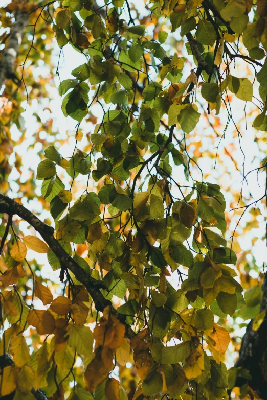 a leafy tree on the nch during fall