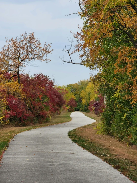 a paved road is surrounded by fall trees and shrubbery