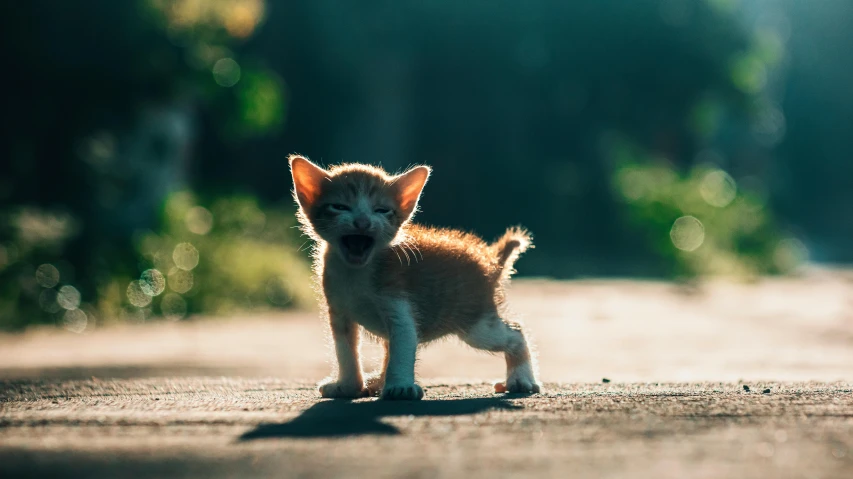 a little kitten standing on top of a street