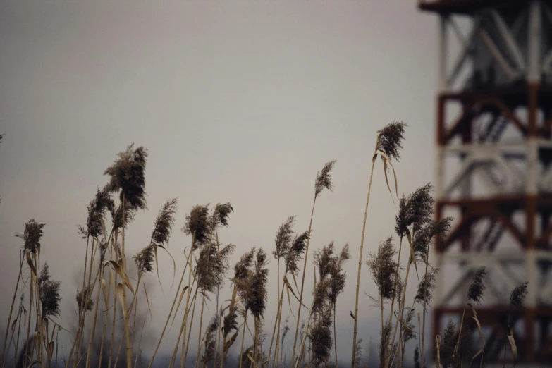 some brown grass and white sky and a brown tower