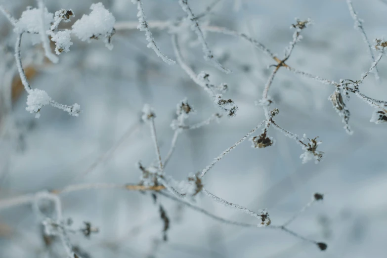 the nches of a tree are covered with ice