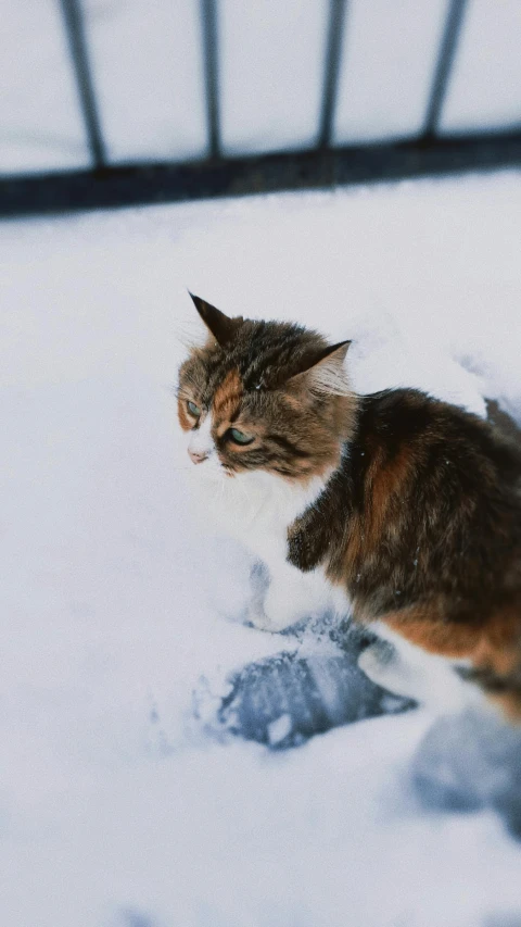 a cat walking on snow in a fenced in area