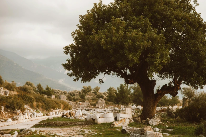 an ancient ruin with a tree in the foreground and mountain in the distance