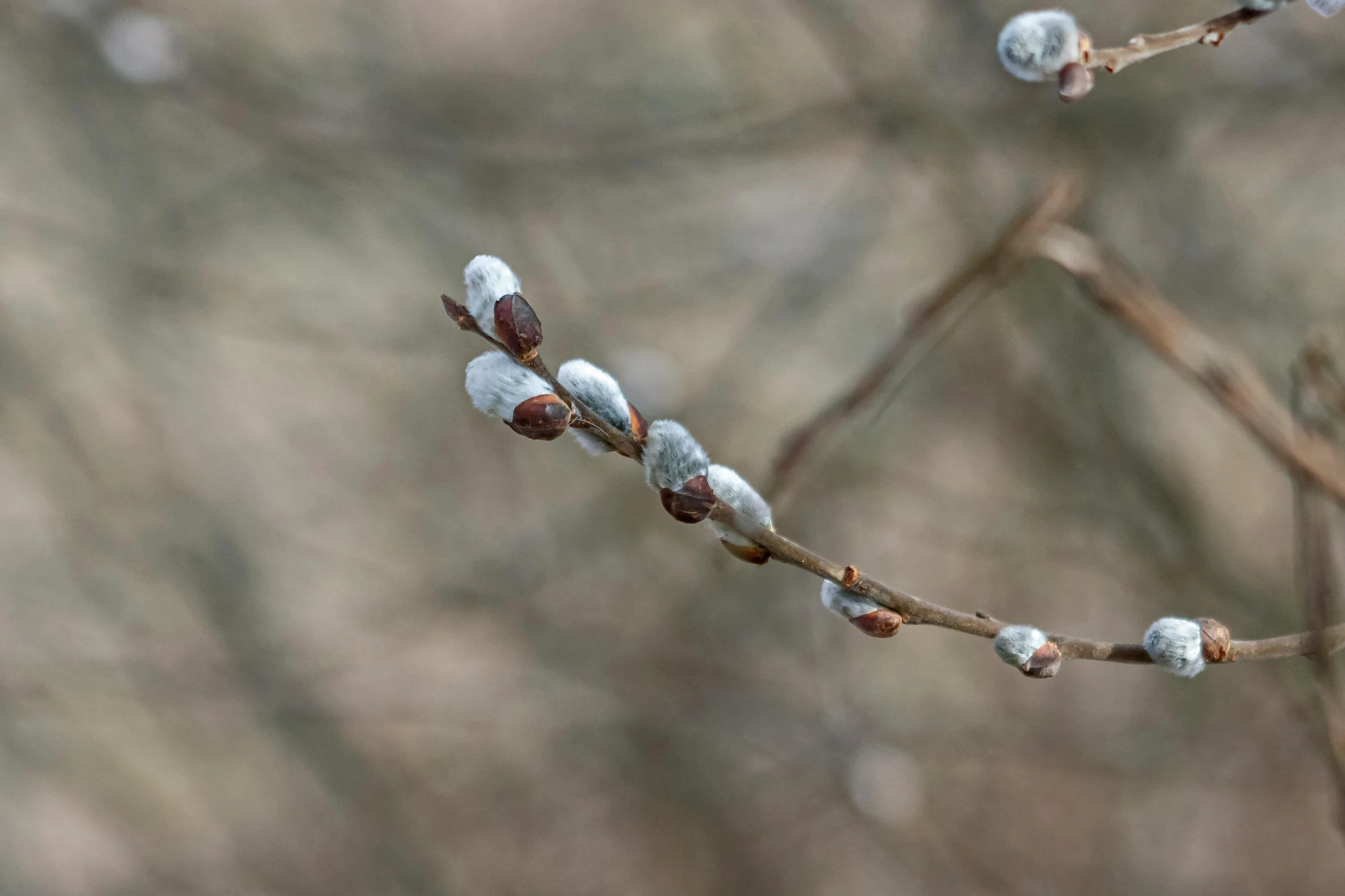 buds from a small tree growing in the middle of winter