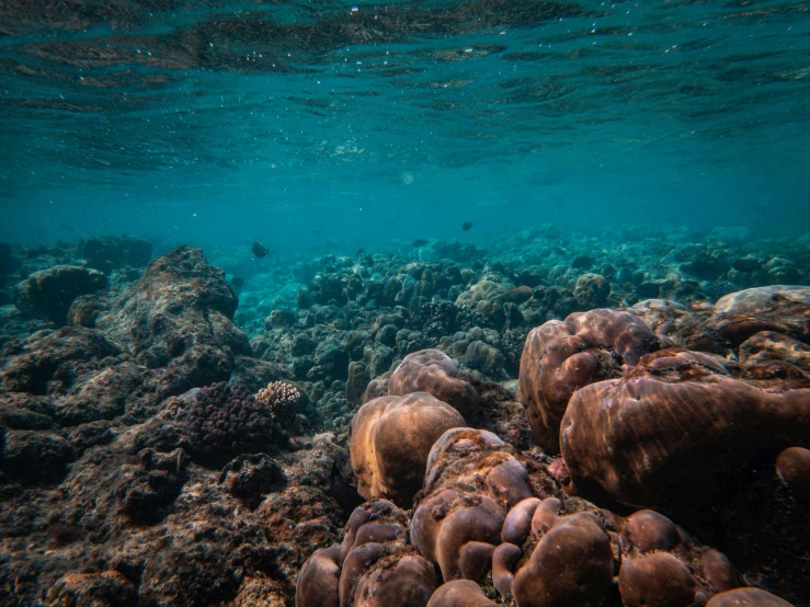 a close up of rocks on the bottom of a reef