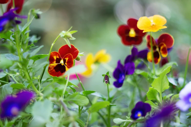 wild flowers blooming outside in the sunshine