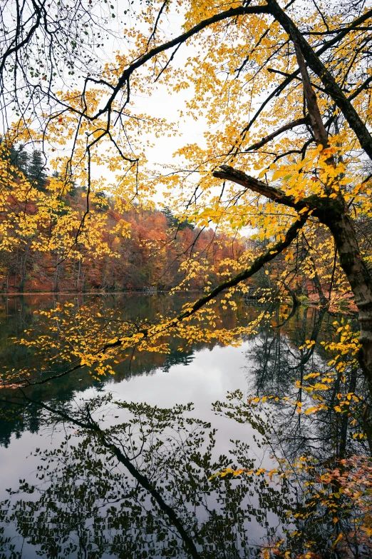 the leaves and nches are starting to change colors