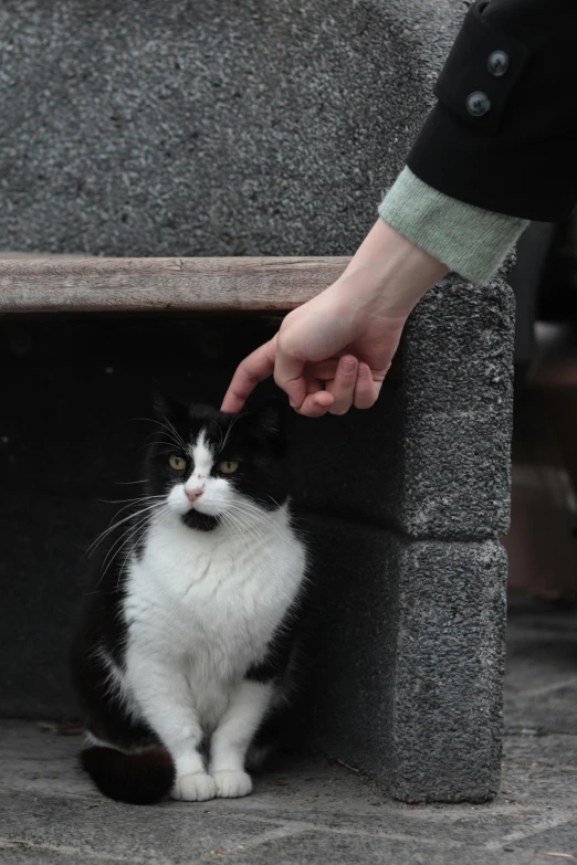 a hand that is giving soing to a cat