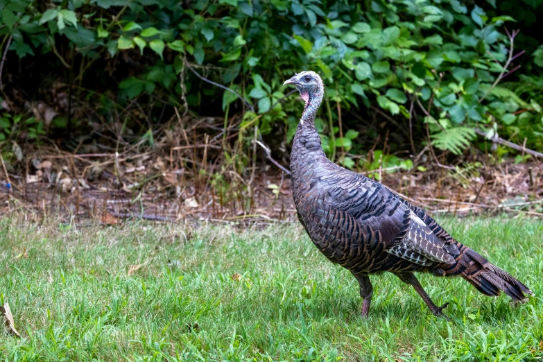 there is a large bird that is walking across the grass