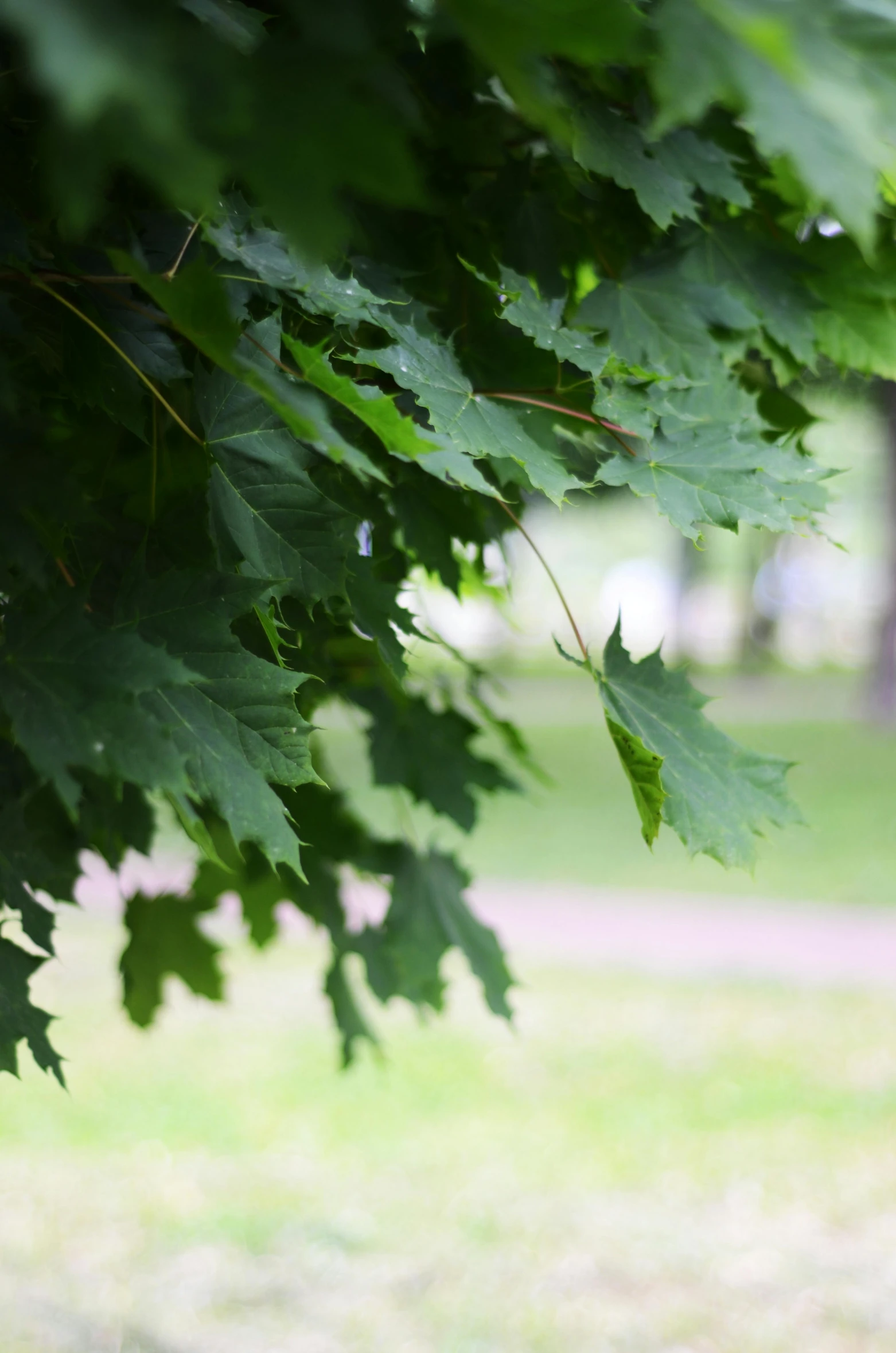 green leaves in a park in a blurry image