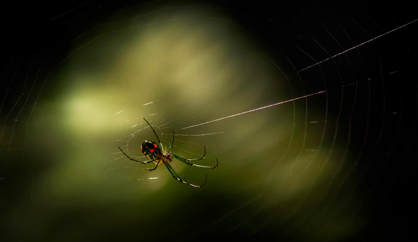 a close - up view of the spider on its web