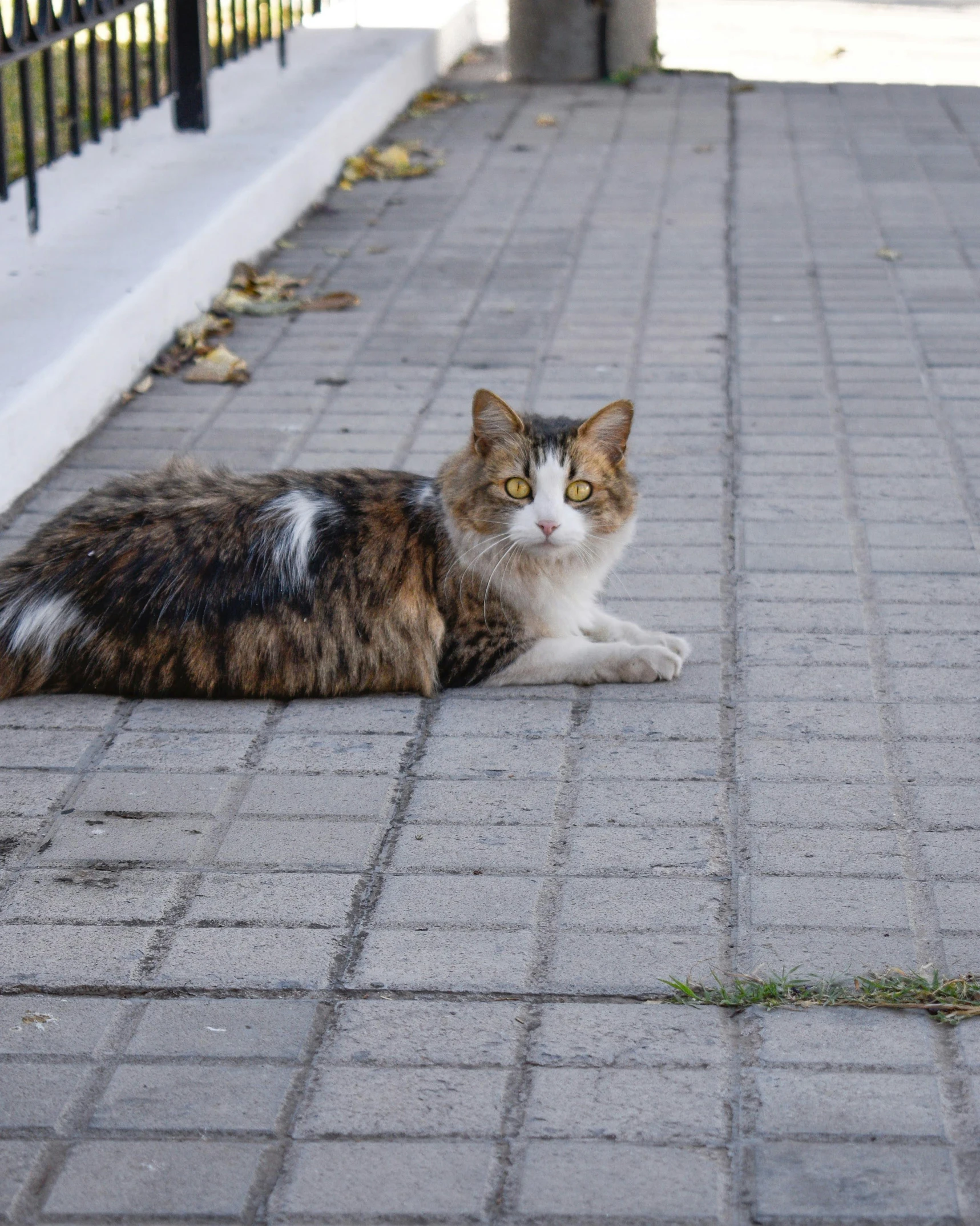 a multicolored cat sitting in front of a black fence