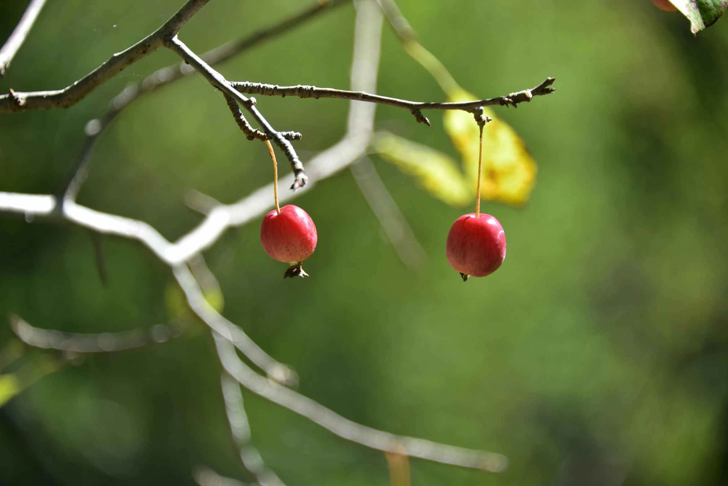 two berries that are on the nch of a tree