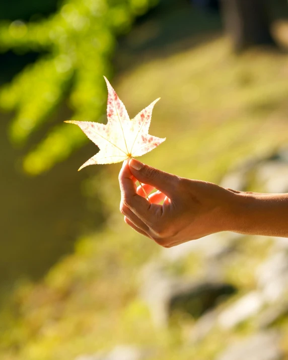 someone holding a maple leaf that looks like an upside down leaf