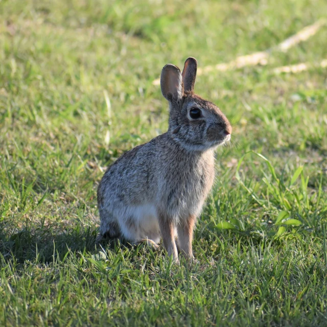 there is a small bunny that is sitting in the grass