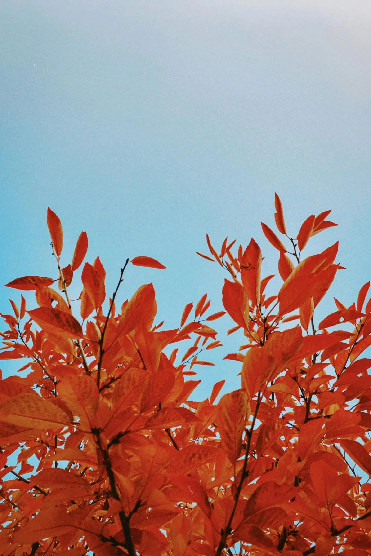 a tall tree with orange leaves against a blue sky