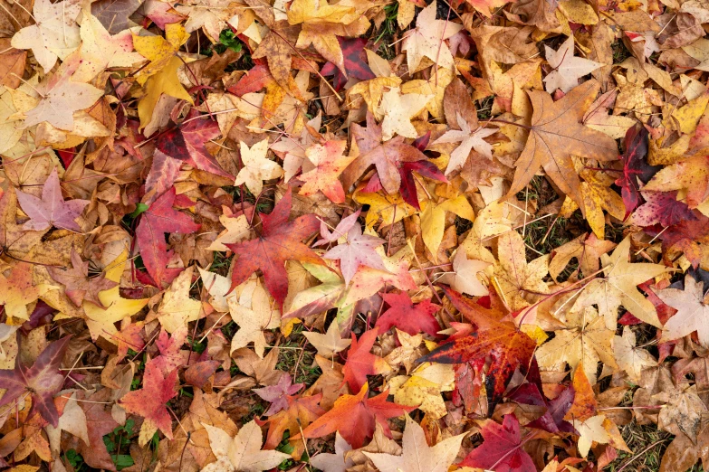 the image shows a close up of fall leaves