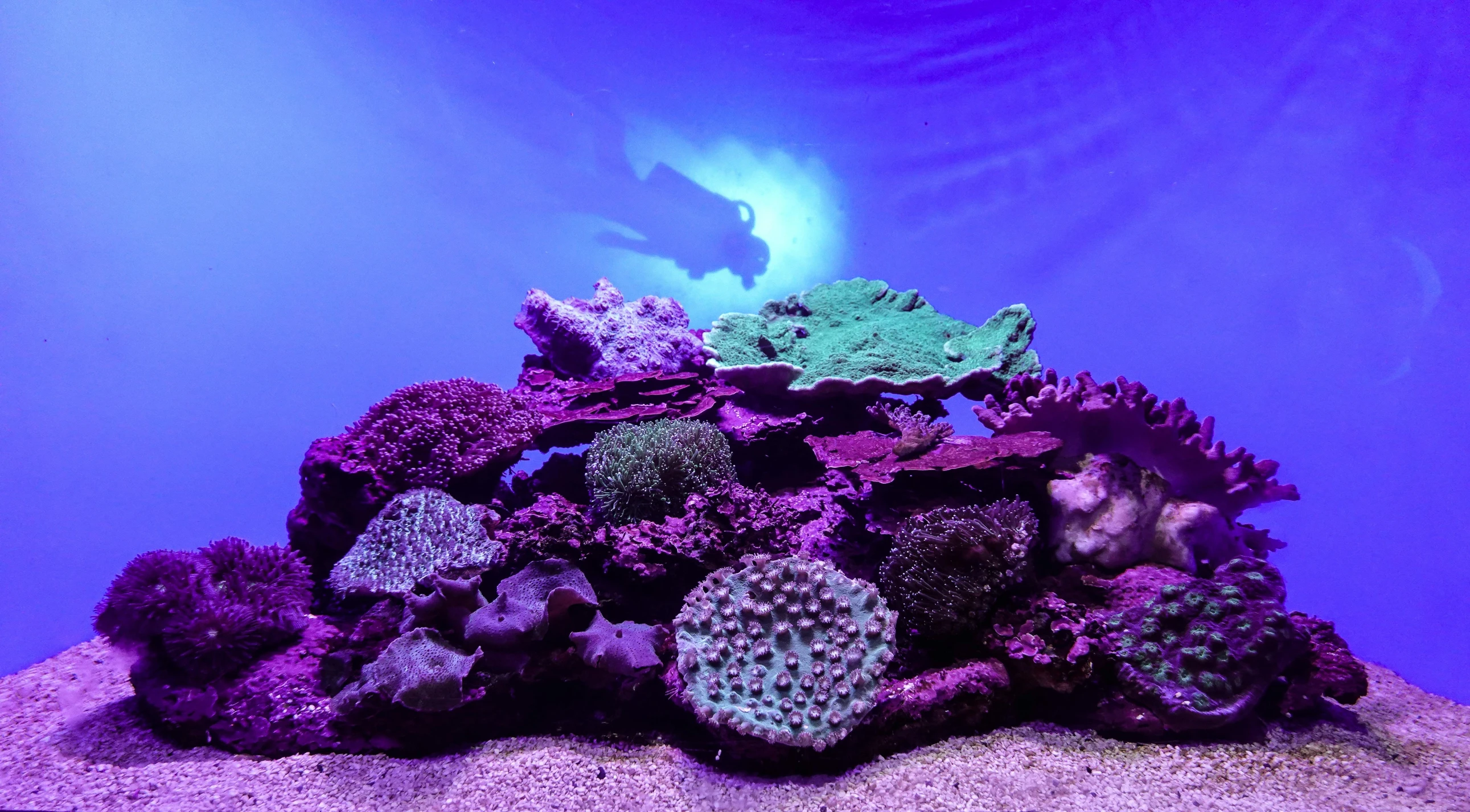 some green and blue seaweed on some rocks