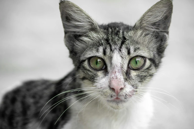 the striped cat has green eyes and is staring ahead