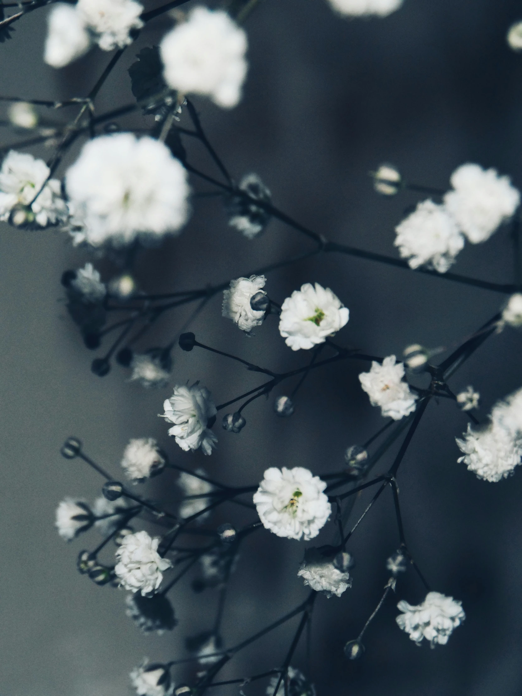 a close - up po of white flowers in bloom