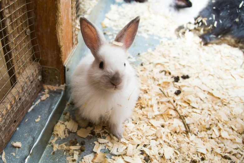 a small white rabbit is inside a cage