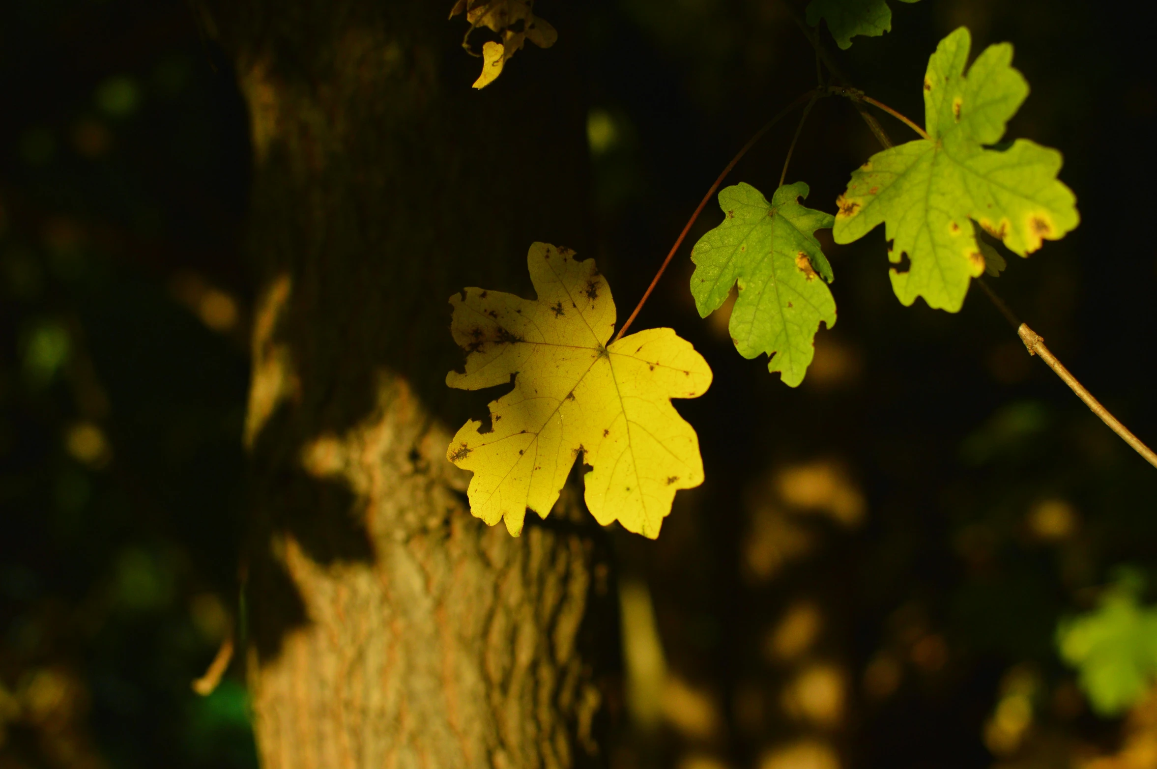 an oak leaf hangs from the tree nch