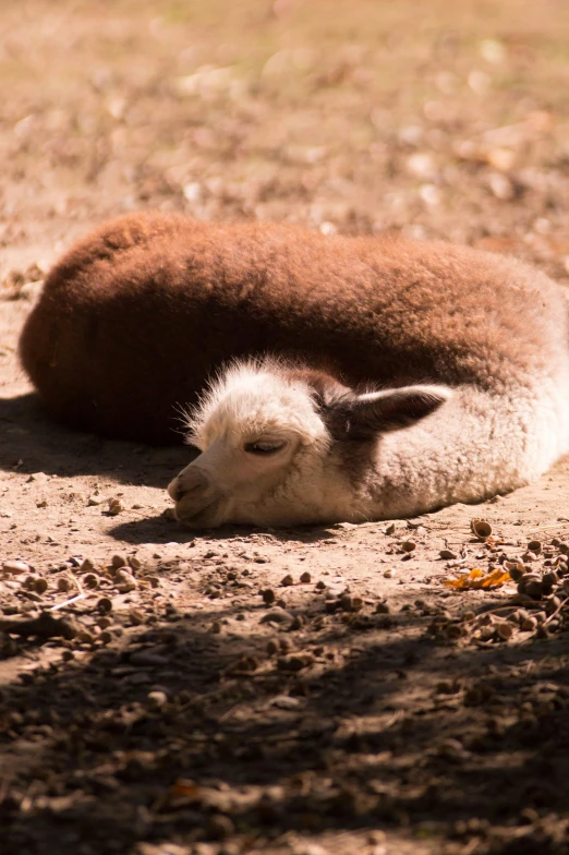 a small brown animal laying on the ground