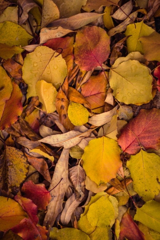 a bunch of leaves laying on the ground