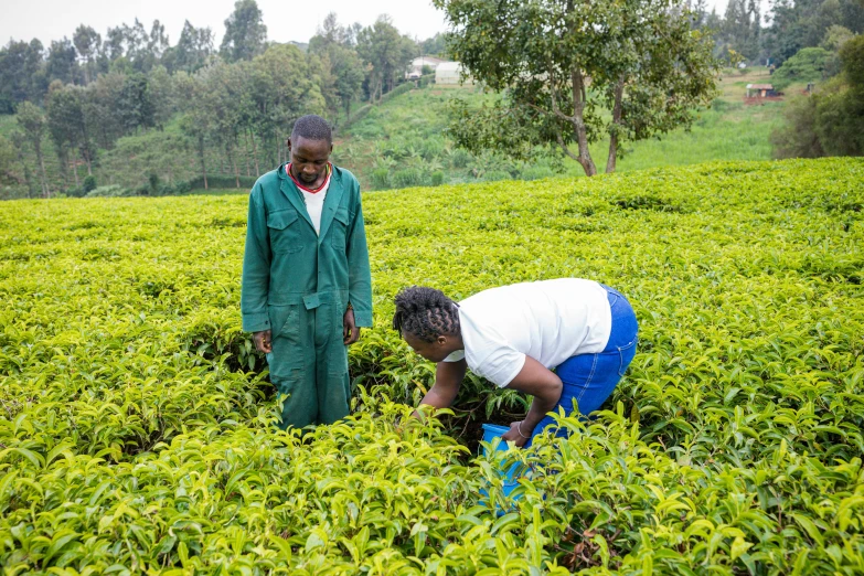 two people in a field that is full of tea plants