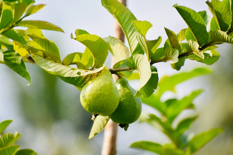 a closeup of some fruit growing on a tree nch