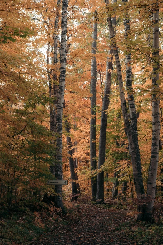 a group of trees in an autumn scene with leaves on the ground