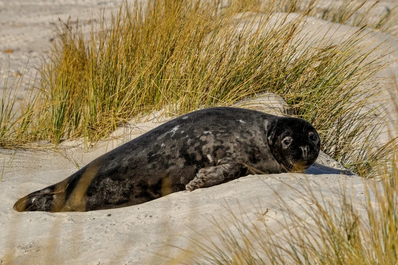 a black seal in sand and grass near some plants