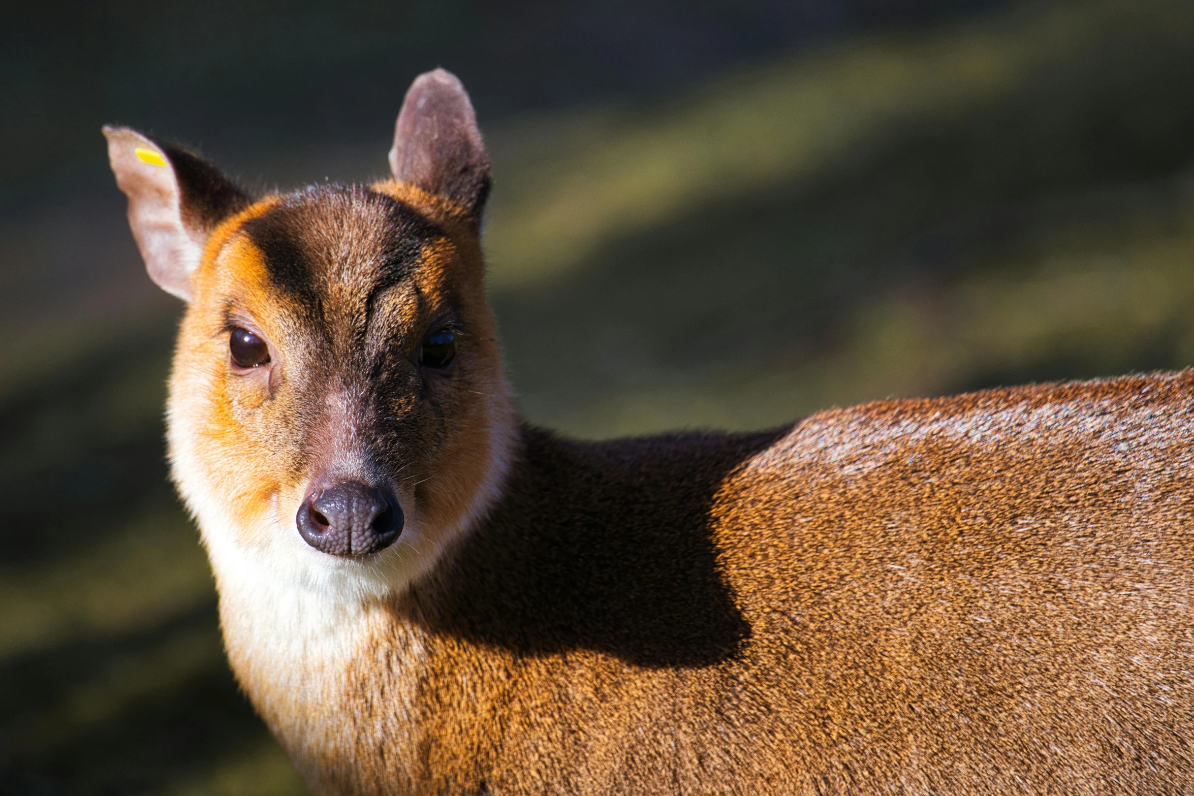 a brown deer is staring into the camera