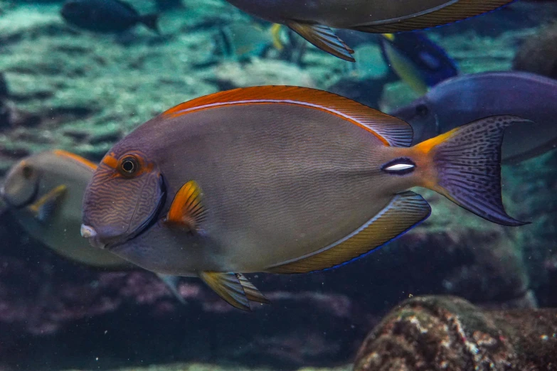 a couple of blue, yellow and orange fish swimming in an aquarium