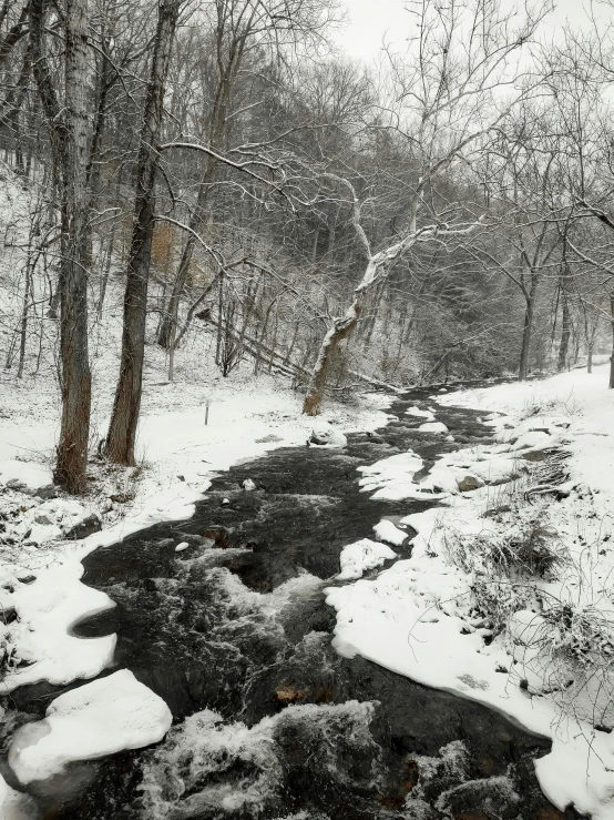 a path through a snowy forest with a stream running between two trees