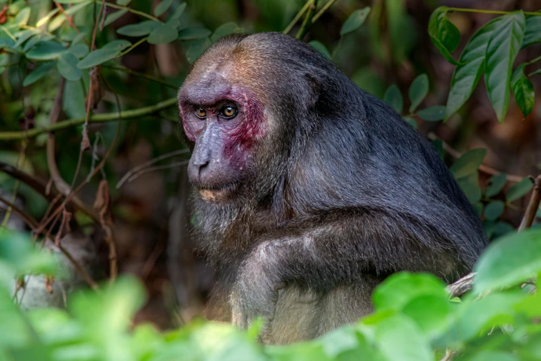 a monkey with a red spot on it's face sits in some vegetation