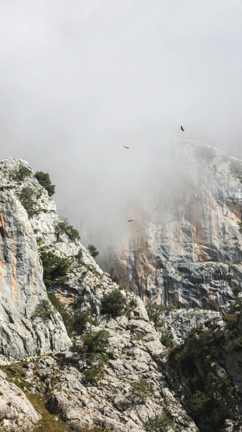 birds flying by a cliff covered in thick fog