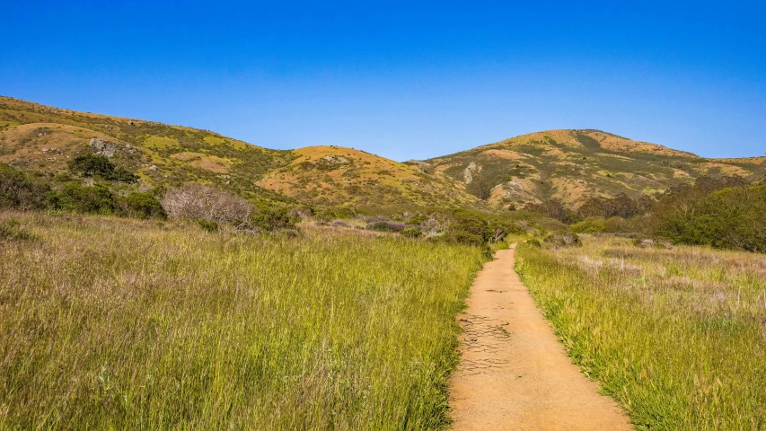 a dirt path going through tall green grass