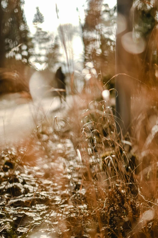 long grass sits in front of some bottles