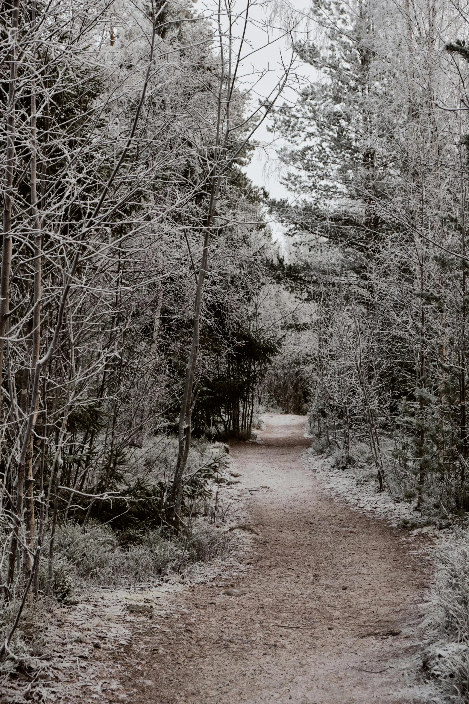 this is a path in the middle of a wooded area