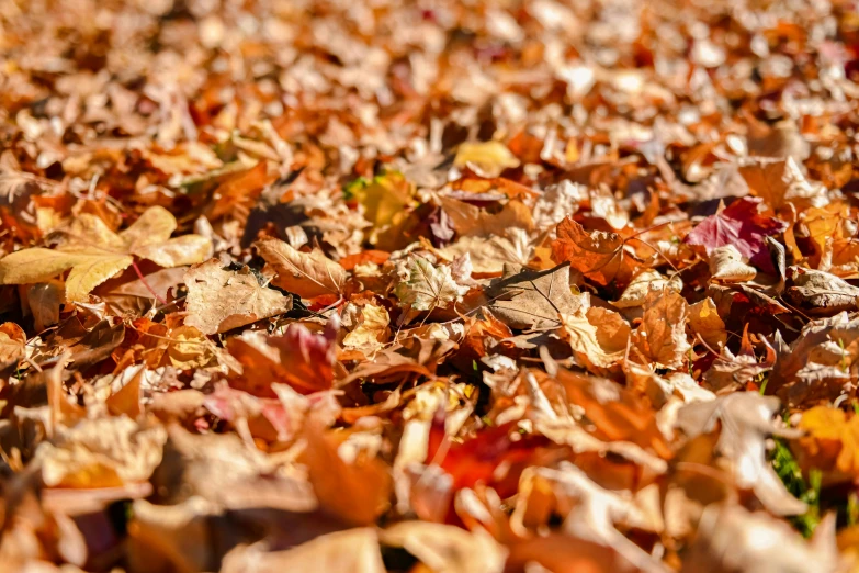 the colorful leaves of autumn cover the ground