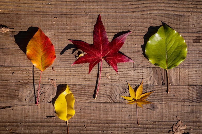 different types of leaves are on the wooden table