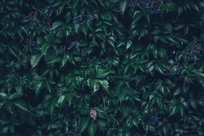 an overhead view of a plant with blue berries on it