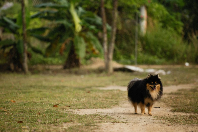 a small dog on a trail next to a forest