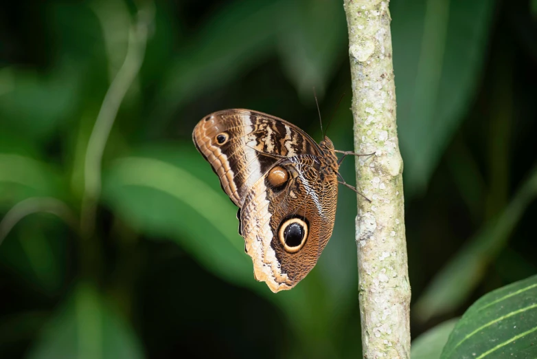 a brown erfly with eyes closed perched on a tree nch